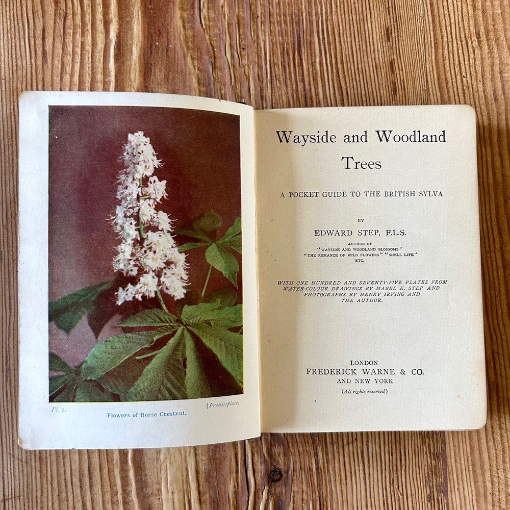 Wayside and Woodland Trees: A Pocket Guide to the British Sylva by Edward Step - Image 3