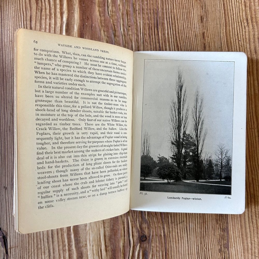 Wayside and Woodland Trees: A Pocket Guide to the British Sylva by Edward Step - Image 5