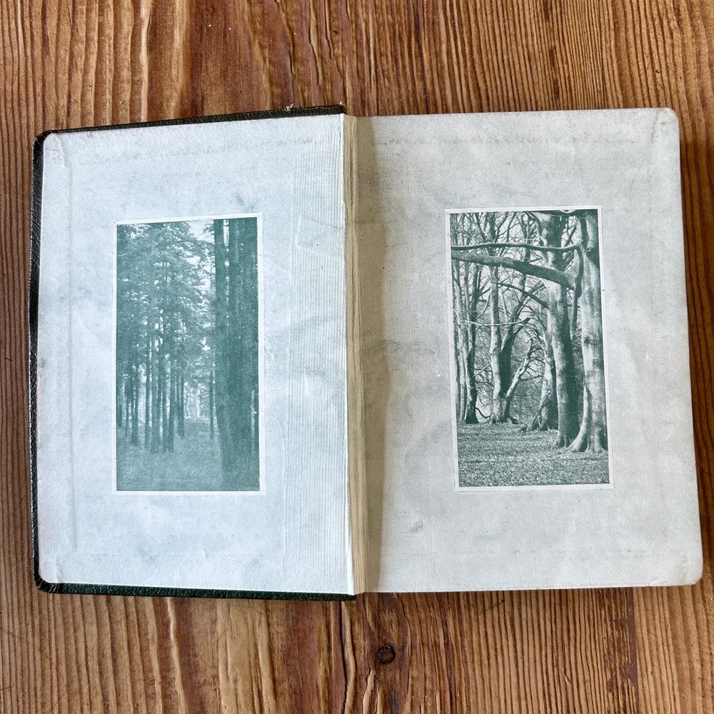 Wayside and Woodland Trees: A Pocket Guide to the British Sylva by Edward Step - Image 4