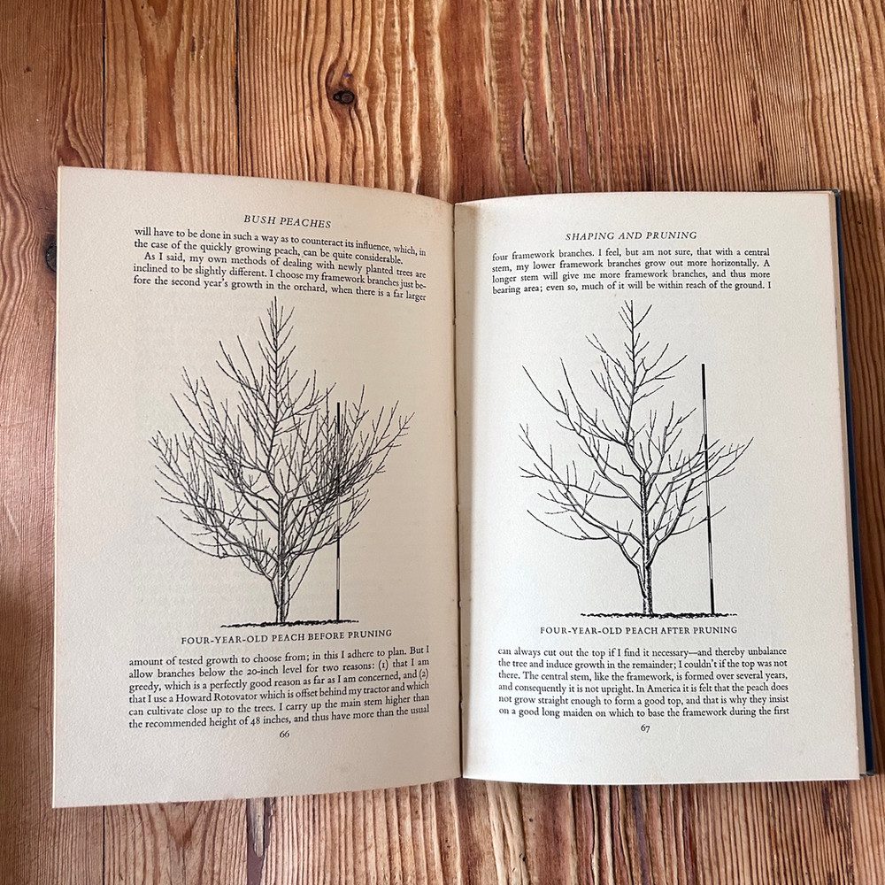 Bush Peaches by C P H Wilson c1958 1st Edition Gardening. - Image 4
